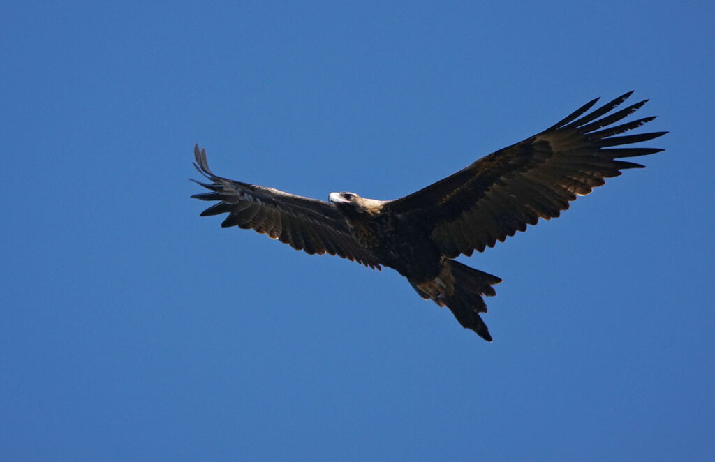 Aigle d'Australie