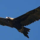 Aigle d'Australie