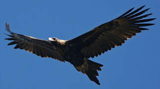 Wedge-tailed Eagle