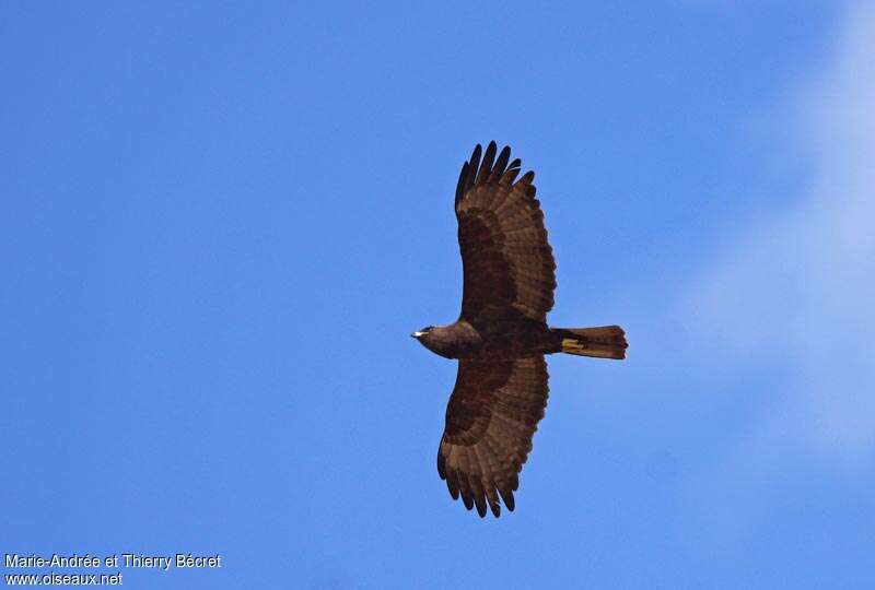 Aigle de Wahlberg, Vol