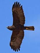 Wahlberg's Eagle