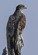 Aigle fascié