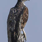 Aigle fascié