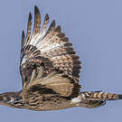 Aigle fascié