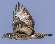 Aigle fascié