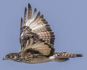 Aigle fascié