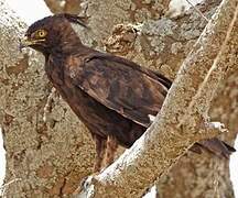 Long-crested Eagle