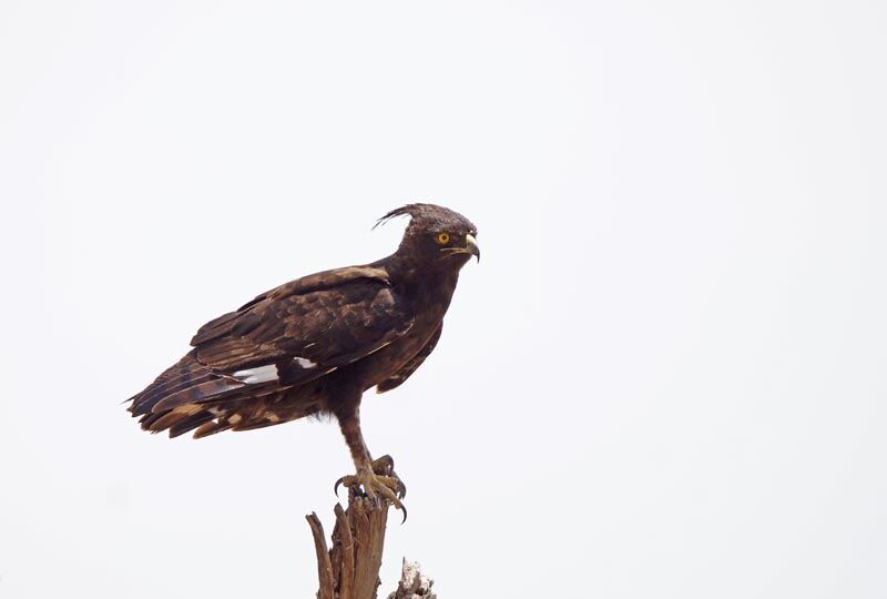 Aigle huppard femelle adulte, identification