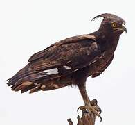 Long-crested Eagle