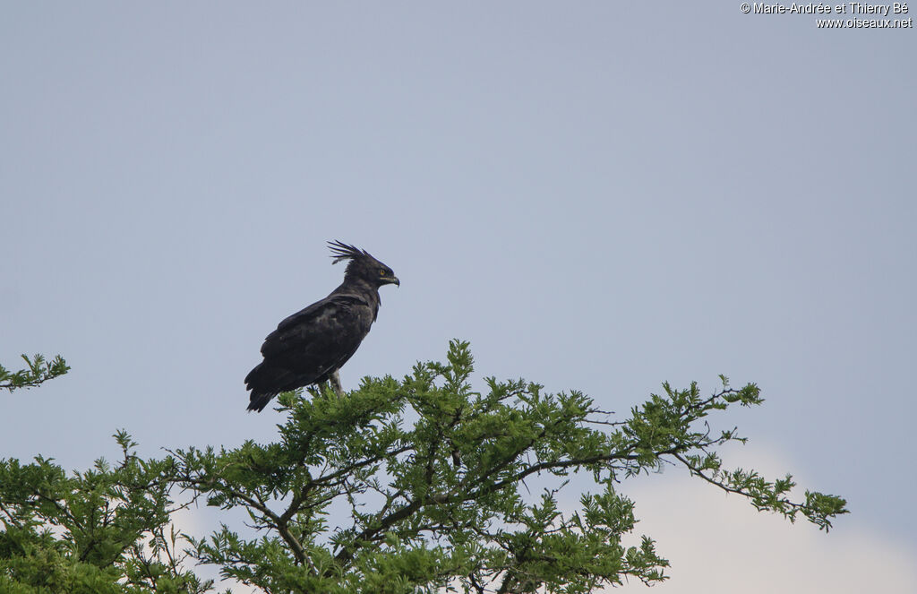 Long-crested Eagle