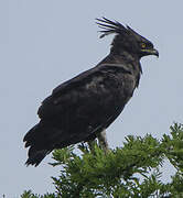 Long-crested Eagle