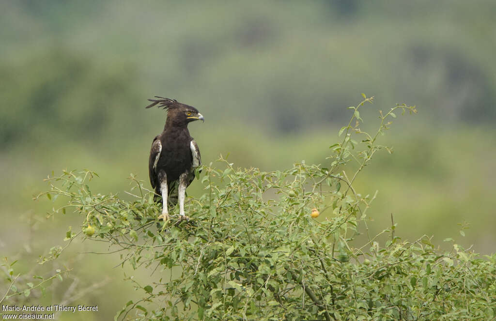 Long-crested Eagle