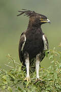 Long-crested Eagle