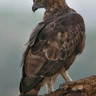 Aigle huppé