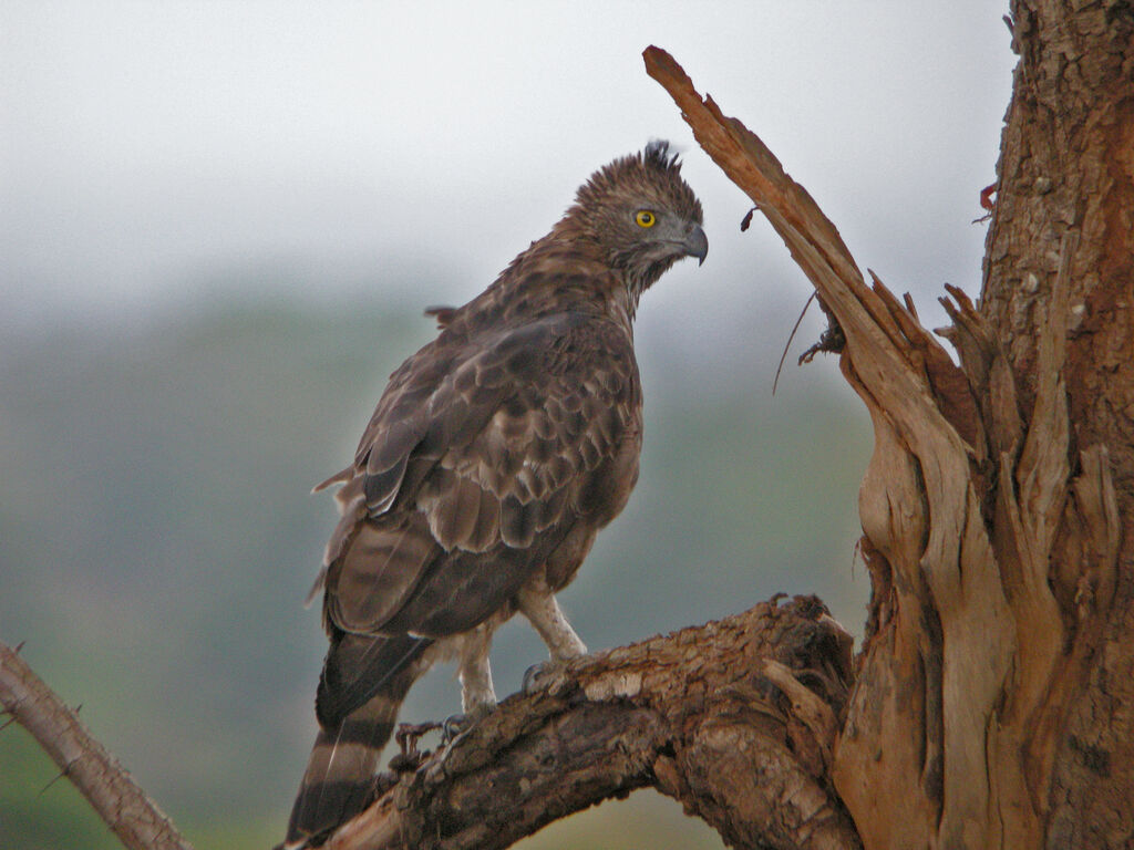 Aigle huppé