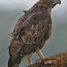 Aigle huppé