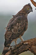 Changeable Hawk-Eagle