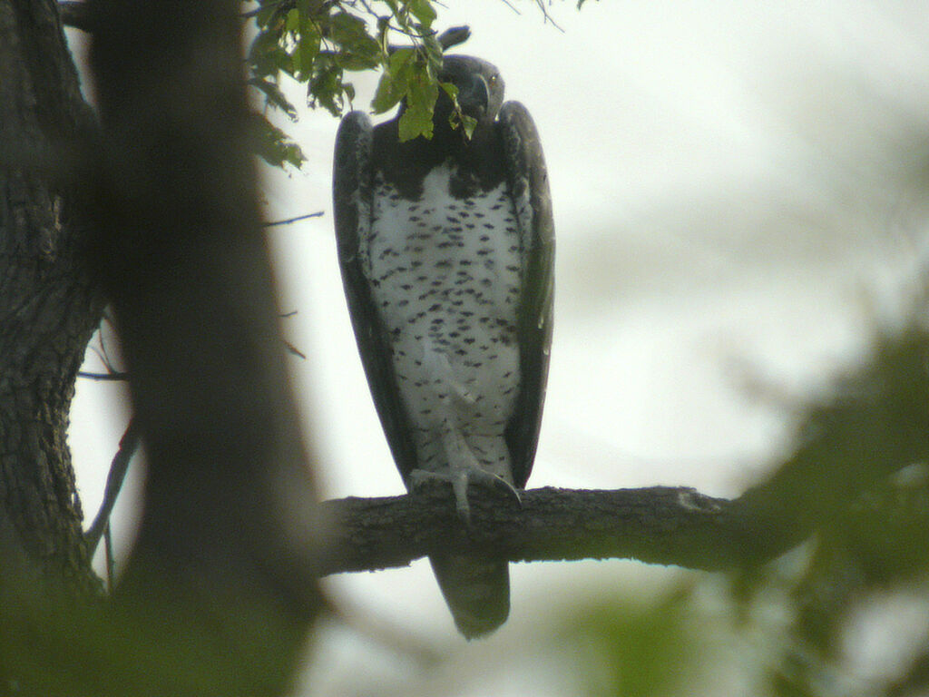 Martial Eagle