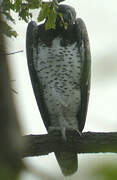 Martial Eagle