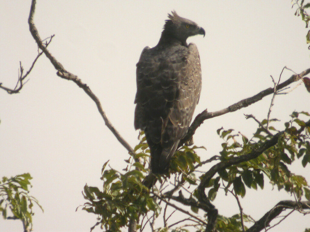 Martial Eagle