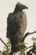 Martial Eagle