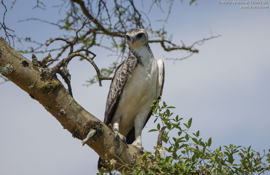 Aigle martialjuvénile