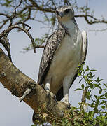 Martial Eagle