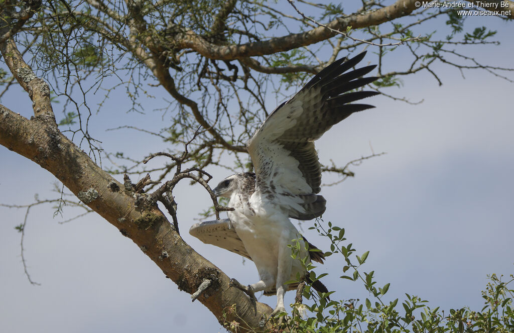 Aigle martialjuvénile