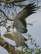 Martial Eagle