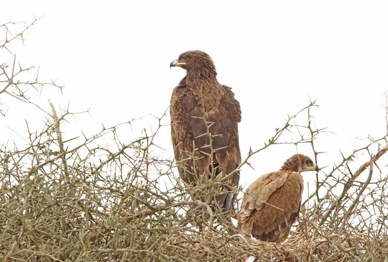 Aigle ravisseur, Nidification