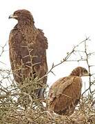 Tawny Eagle