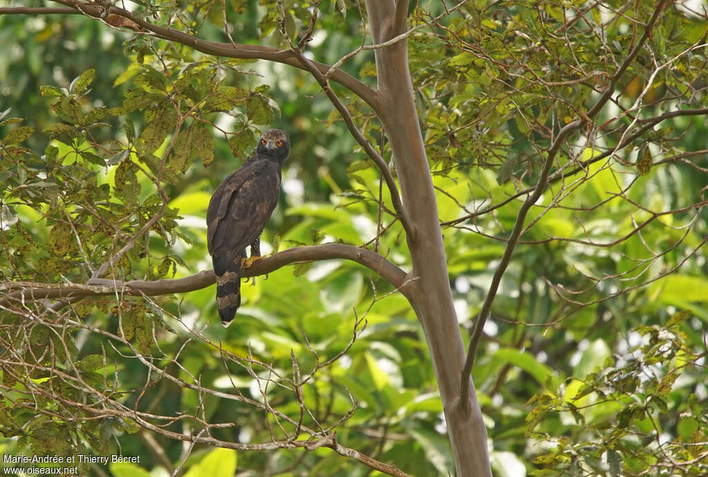 Aigle tyransubadulte, habitat, pigmentation