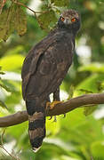 Black Hawk-Eagle