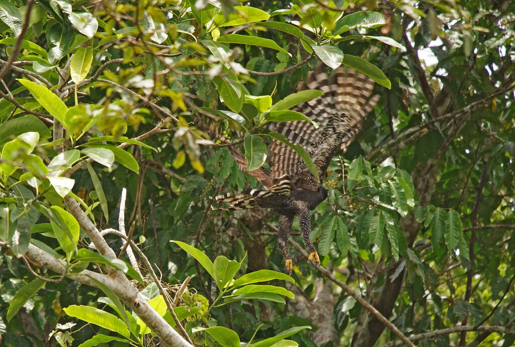 Black Hawk-Eagle