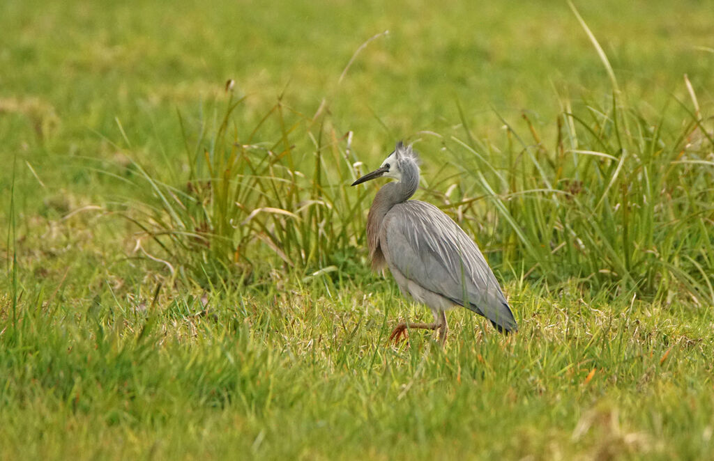 Aigrette à face blanche