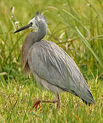 White-faced Heron