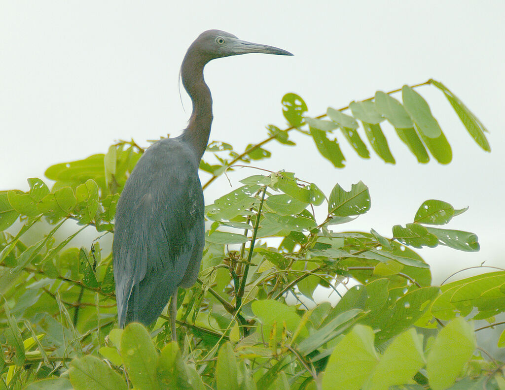 Little Blue Heron