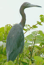 Aigrette bleue