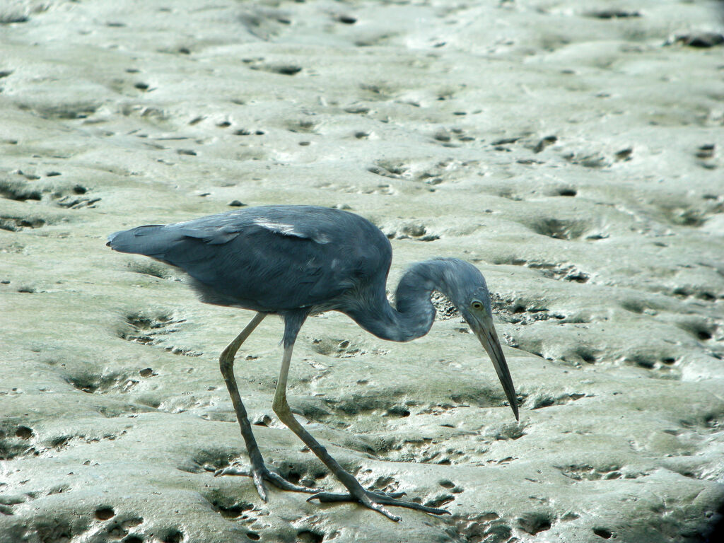 Little Blue Heron