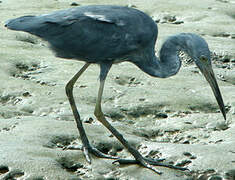 Aigrette bleue