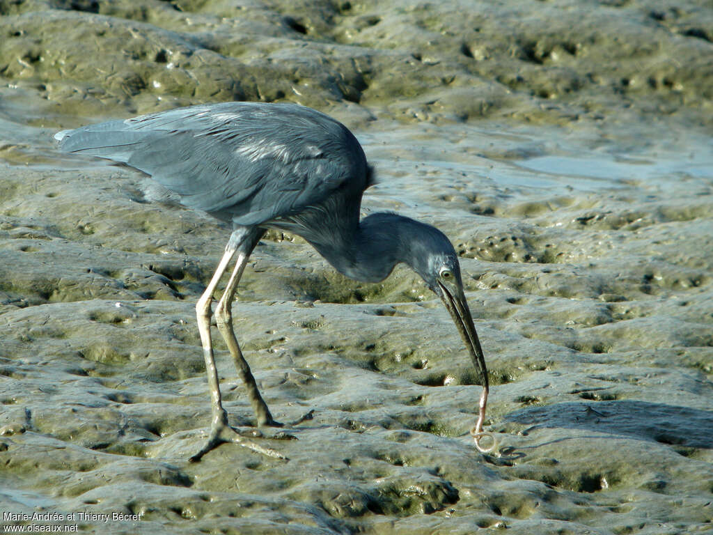 Aigrette bleue