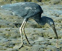 Little Blue Heron