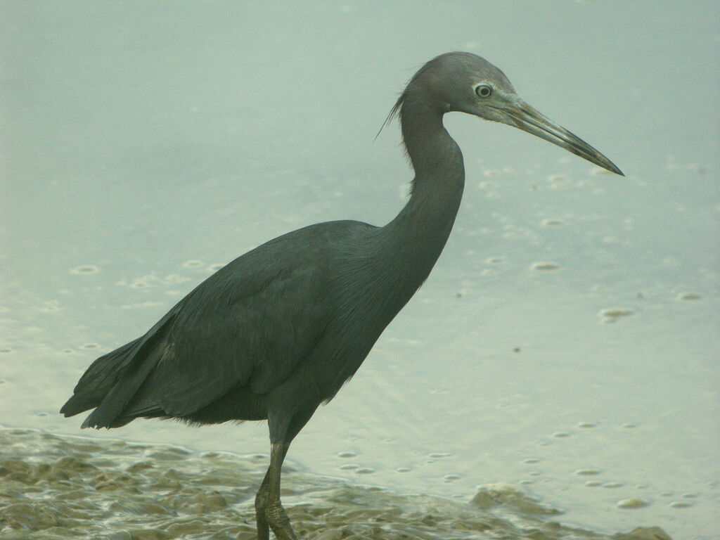 Aigrette bleue