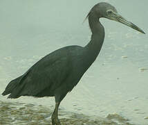 Aigrette bleue