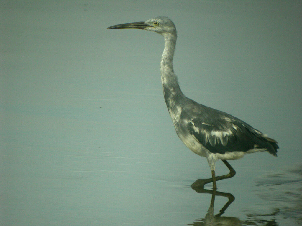 Aigrette bleue