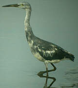 Aigrette bleue