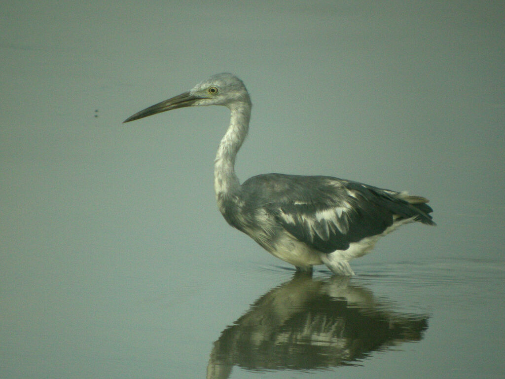 Little Blue Heron