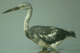 Aigrette bleue