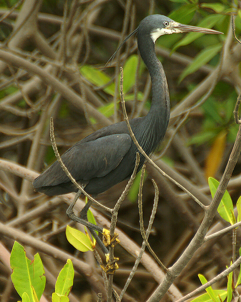 Western Reef Heron