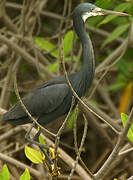 Western Reef Heron